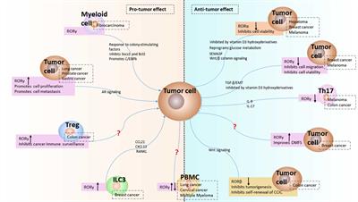 Retinoic Acid Receptor-Related Orphan Receptors: Critical Roles in Tumorigenesis